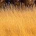 DEADLIEST ANIMAL BATTLES Nature S Fiercest Fights Ever Caught On Camera Animal Documentary