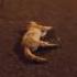 OMG This Poor Cat Was Hit By A Car And Died On The Spot