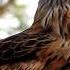 Uncovering The Secret Nesting Behaviour Of Red Kites Discover Wildlife Robert E Fuller