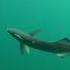 Remora