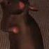 Rat Dance Song Chess Type Beat Tiktok Ver Super Slowed