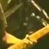 The Pillows LOSTMAN GO TO BUDOKAN Live 11 I M Broken Piece