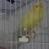 Красивое пение Канарейки Beautiful Singing Canaries