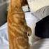 Which One Is The Most Sus Audio Music Cute Cats Cat Tiktok Kitten Funnycats Cattok