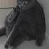 Наготовила кот веселыекоты Catshorts прикольныекоты котики Catlovers Cat Funnycats юмор