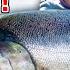 Spring Chinook Fishing From River To Plate With A WILD New Twist