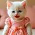 Apt Cat Singing Catlovers Cat Cute Kitty Catlover Funnycats Cutecat Meow Apt Sing