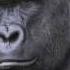 A TRUE FRIEND RIP HARAMBE TRIBUTE SONG