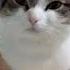 Мяу мем мемы кот коты