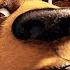 OVER THE HEDGE Clip Doggie Disaster 2006