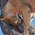 Lion Digs Inside Tree To Get To Leopard Cub That S Hiding