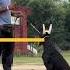 Doberman Training Dog Training Sit Down Up Sleep Comand Loyal Breed