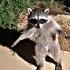 Pedro Pedro Pedro Raccoon Bro Admits His Crime Youtube Shorts Edit Mrit