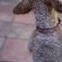 Can Your Poodle Dance Like This Poodle Shorts Puppy Goldendoodle Poodle Dancing
