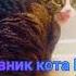 Не пропусти Новые видео на канале Дневник кота Кузи