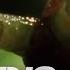 Zombie Snails World S Deadliest