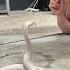 All WHITE COBRA Short Shorts Animal Snake Cobra