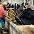Peaceful Moments Before The Stomping Begins Big Bulls 2025