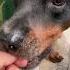 Hilarious Animal Bloopers