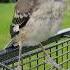 Mockingbird Flying Shorts