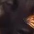 Dog With A Butterfly On Its Nose Dog Butterfly