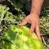 Watermelon Field Want A Watermelon Karpuz Meyve Watermelon Organic Dogal Kasfet Turkey