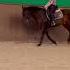 Music конныйспорт лошадки Equestrian