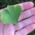 The Oldest Surviving TREE Species Ginkgo Biloba Growing Near Us