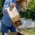 Shaking 10 000 Bees Into A New Hive
