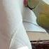Will He Get Tink S Attention Talkingbird Talkingparrot Family Funnyanimals Birds Parrot