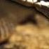 Ultimate Animal Countdown Deadliest Smelliest Animals On Earth MEGA EPISODE Nat Geo Animals