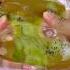A Kiwi Fell Into My Taba Stressrelief Tabasquishy Asmr Squishy Squishynow