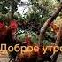 Песня Это когда петух тебя рано будет