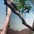 Laughing Kookaburra