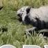 WHITE TIGER VS ALL ANIMALS FAR CRY 4