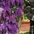 Lilac Flower Harvest Jam Recipe Capture Spring S Aroma