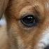 10 Things You Re Doing That Secretly Stress Out Your Dog
