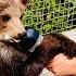 Мы пришли кормить МЕДВЕЖОНКА Лейлу Олег Зубков пошел за добавкой а медведь стал МЕНЯ ГОНЯТЬ