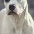 Eng Kuchli Itlar The Strongest Dogs Top 10