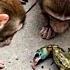 15 Ocasiones En Las Que Los Animales Fueron Demasiado Curiosos