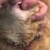 How To Pill A Cat