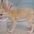 Part 1 The Fennec Fox Chose My Dog Over Its Owner Animals Friendship Us