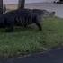 Large Alligator Saunters Through Florida Neighborhood