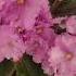 African Violets Africanviolets Floweringplants Houseplants Pretty Indoorplants Beautiful