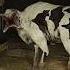 Top 4 Scariest Animals On Earth Scary Animals