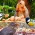 24 7 LIVE CAT TV NO ADS Awesome BIRDS And SQUIRRELS Uninterrupted Nature Fun For Everyone