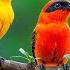 RESTORATION OF THE NERVOUS SYSTEM Gentle Music Calms The Nervous System And Pleases The Soul