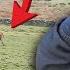 Bent Gate Shouting Mad Bull On The Loose Hoof Trimmer