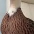 Today S Little Duck Is Here To Celebrate Laying Eggs Moe Chong S Debut Plan Fantastic Anima