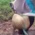 Namgkep Janda Di Kebun Shorts Youtubeshorts Trending Fypシ Viral Sobatngarit